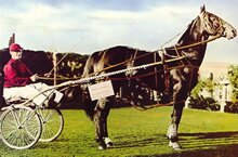 equine pacer walla walla & buggy